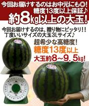 （予約）限定1玉！鳥取【大栄すいか プレミアム】糖度13度以上！！！！_画像5