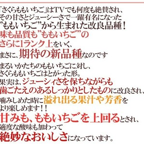 （予約）限定1箱！徳島県佐那河内村 幻の【さくらももいちご】4pc！！！！の画像3