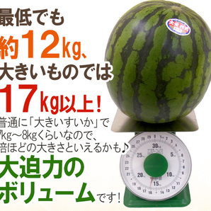 （予約）限定1玉!鳥取産【大栄すいか】超特大 12ｋｇ以上 JUMBO！！！！の画像5