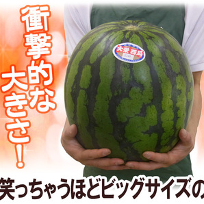 （予約）限定1玉!鳥取産【大栄すいか】超特大 12ｋｇ以上 JUMBO！！！！の画像3