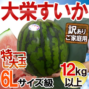 （予約）限定1玉!鳥取産【大栄すいか】超特大 12ｋｇ以上 JUMBO！！！！の画像1