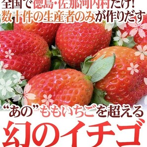 （予約）限定1箱！徳島県佐那河内村 幻の【さくらももいちご】4pc！！！！の画像2