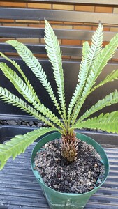 Blechnum obtusatum var obtusatum　　ブレクナム　オブツーサタム　バー　オブツーサタム　オブオブ　幹立ち株