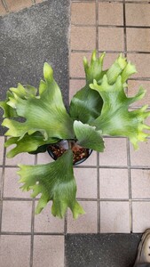 Platycerium hillii 'Kylin'&'Rimklong' MIX spore staghorn fern hi Lee giraffe &hi Lee rim navy blue .. cultivation stock 