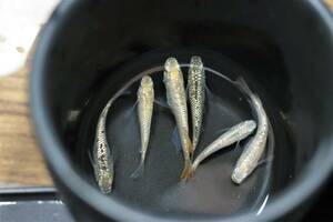 【めだか】 シャンパンゴールドラメ　若魚 (浜松 二橋養魚場産) 5匹セット-2