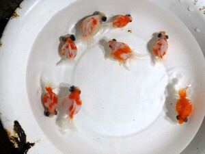 出目ピンポンパールの無選別針仔 100匹＋αセット(浜松 二橋養魚場産) 24027.2