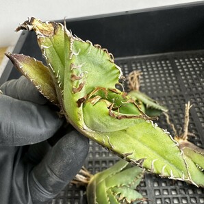 【13】アガベ チタノタ 蟹 カニです Agave titanota の蟹 狂棘 5株同梱 の画像5