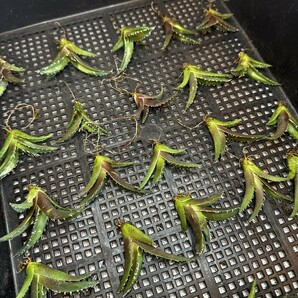 【127】 アガベ チタノタ 白鯨 白鯨 Agave titanota Beluga angel 子株 20株同梱 の画像5