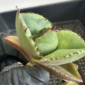 【284】 アガベ チタノタ ジャガーノート 純血 発根済 優良血統 子株 4株同梱 / Agave titanota 'Juggernaut' pure blood の画像5