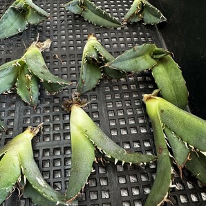 【535】アガベ チタノタ 白鯨 白鯨 Agave titanota Beluga angel 子株 20株同梱 の画像4