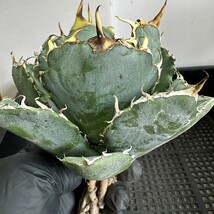 【570】アガベ チタノタ 白鯨 白鯨 Agave titanota Beluga angel 極上株_画像4