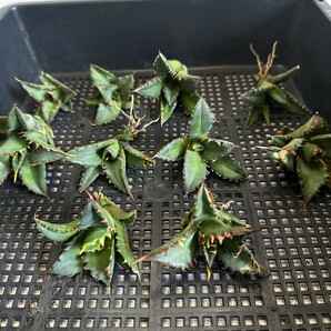 【175】アガベ チタノタ agave titanota姫巌龍 短葉 矮型 包葉型 強棘 10株同梱の画像1