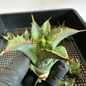 【175】アガベ チタノタ agave titanota姫巌龍 短葉 矮型 包葉型 強棘 10株同梱の画像5