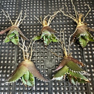 [181] agave chitanotasi- The -American Caesar special selection departure root settled . stock 5 stock including in a package 
