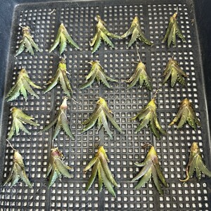 [194] agave succulent plant chitanota. nail snow ... a little over .. stock 20 stock including in a package 