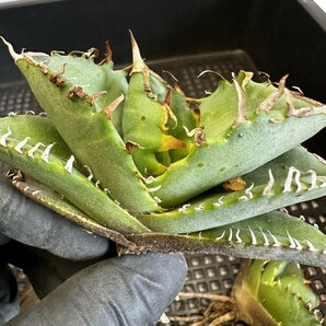 【33】アガベ チタノタ 蟹 カニです Agave titanota の蟹 狂棘 5株同梱の画像5