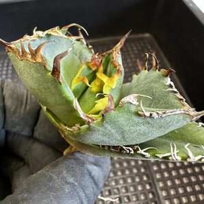 【33】アガベ チタノタ 蟹 カニです Agave titanota の蟹 狂棘 5株同梱の画像3