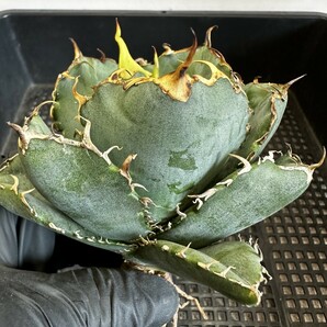 【39】アガベ チタノタ 白鯨 白鯨 Agave titanota Beluga angel 極上株の画像1