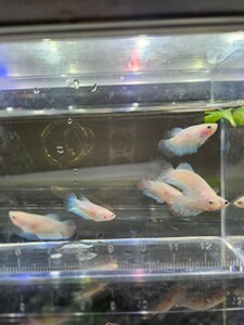 ベタ フェザー×ダンボ ちびちび稚魚サイズ ７匹 自家繁殖 ハーフムーン