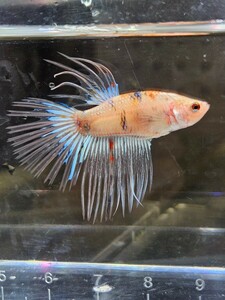 ベタ クラウンテール 幼魚 ♂ オス 自家繁殖 A キャンディー