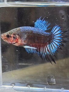 ベタ クラウンテール 幼魚 自家繁殖 C