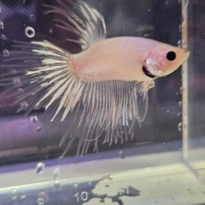 ベタ クラウンテール 幼魚 ♂ オス 自家繁殖 4の画像1