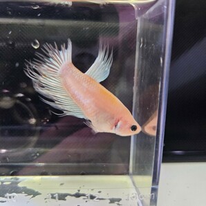 ベタ クラウンテール 幼魚 ♂ オス 自家繁殖 きの画像5