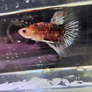 ベタ クラウンテール 幼魚 ♂ オス 自家繁殖 かの画像1