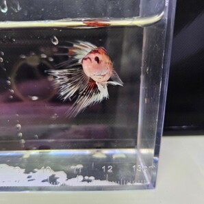 ベタ クラウンテール 幼魚 ♂ オス 自家繁殖 かの画像5