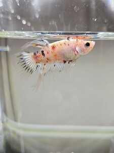 ベタ クラウンテール キャンディー幼魚 ♂ オス 自家繁殖 コイカラー