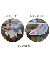 ベタ 幼魚 ♂ オス ダンボPK×ダンボHM 自家繁殖 ア スーパーデルタ クリアフィン_画像9