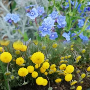 シノグロッサムの種 15粒 種子 秋春蒔き 花の種 同梱可能 青い花 青花 ブルーガーデン ブルーの花 蒼い 濃い青 碧の画像8