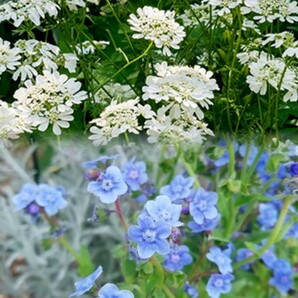 シノグロッサムの種 15粒 種子 秋春蒔き 花の種 同梱可能 青い花 青花 ブルーガーデン ブルーの花 蒼い 濃い青 碧の画像9