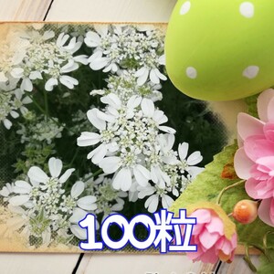 オルレア　100粒　大量　白 華麗なレースフラワー　★同梱不可　花の種　種子　オルラヤ　ホワイトガーデン　白花　花種 たくさん 秋春蒔き