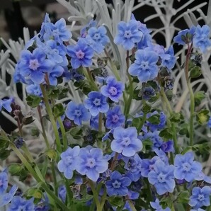 シノグロッサムの種 15粒 種子 秋春蒔き 花の種 同梱可能 青い花 青花 ブルーガーデン ブルーの花 蒼い 濃い青 碧の画像1