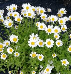 ノースポールの種　種子　30粒　春秋蒔き　花の種　同梱可能　クリサンセマム 白と黄色のお花　デージー似