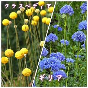 ギリアとクラスペディア カピタータ 花の種 種子 同梱不可 丸いポンポン 黄色の花 青花 青紫 もこもこしたお花達 ピンポン花の画像2