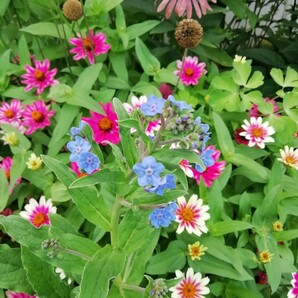 シノグロッサムの種 15粒 種子 秋春蒔き 花の種 同梱可能 青い花 青花 ブルーガーデン ブルーの花 蒼い 濃い青 碧の画像6
