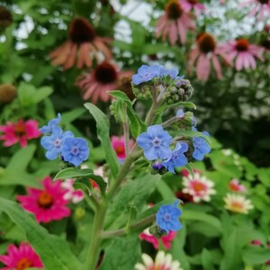 シノグロッサムの種 15粒 種子 秋春蒔き 花の種 同梱可能 青い花 青花 ブルーガーデン ブルーの花 蒼い 濃い青 碧の画像2