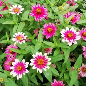 ジニアチェリーバイカラー 15粒 プロフュージョン百日草 同梱可能 花の種 種子 春夏蒔き 白とピンク わいせい 矮性 ホワイトの画像3