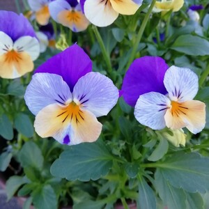  viola. kind pi-chi Jump up pe knee 15 bead flower. kind seeds spring autumn .. including in a package possibility orange purple white. tricolor 