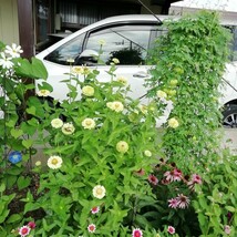 クイーンライム　15粒　ジニア　百日草　同梱可能　花の種　種子　グリーンの花　涼しげ　ボリュームのある　切り花向き　春夏撒き_画像4