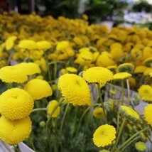 コツラ バルバータ　約30粒　花の種　種子　黄色のポンポン　花ほたる　同梱可能　ハッピーレモン　ハナホタル　カゲロウソウ　ゆらゆら揺_画像1