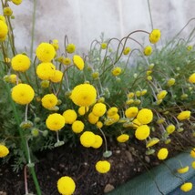 コツラ バルバータ　約30粒　花の種　種子　黄色のポンポン　花ほたる　同梱可能　ハッピーレモン　ハナホタル　カゲロウソウ　ゆらゆら揺_画像4