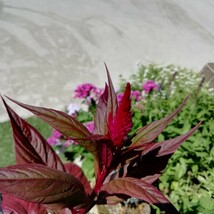 けいとうの種　種子　15粒　花の種　同梱可能　鶏頭　ふさふさの花　ドライフラワー　赤の花　春蒔き_画像5