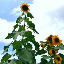 ひまわり　30粒　向日葵　種子　種まき　夏の花　緑肥 同梱可能　花の種　黄色のお花　高性　春蒔き_画像2