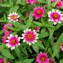 ジニアチェリーバイカラー　15粒　プロフュージョン百日草　同梱可能　花の種　種子　春夏蒔き　白とピンク　わいせい　矮性　ホワイト_画像1
