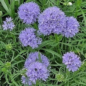 ギリアとクラスペディア カピタータ 花の種 種子 同梱不可 丸いポンポン 黄色の花 青花 青紫 もこもこしたお花達 ピンポン花の画像3