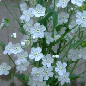 オンファロデス リニフォリア 種子 15粒 花の種 同梱可能 白花 かすみ草似 白い花 ナチュラルガーデン カワイイ小花 秋、春蒔きの画像2