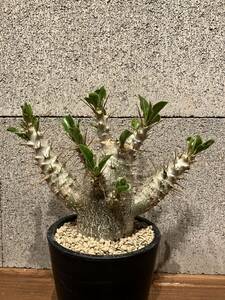 実生 パキポディウム サウンデルシー （検索 グラキリス パキプス コーデックス 塊根植物 